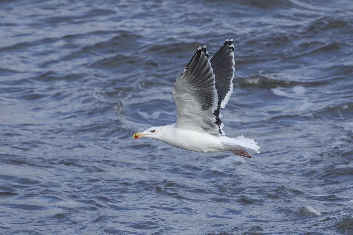 Gavión Atlántico - ML644549260