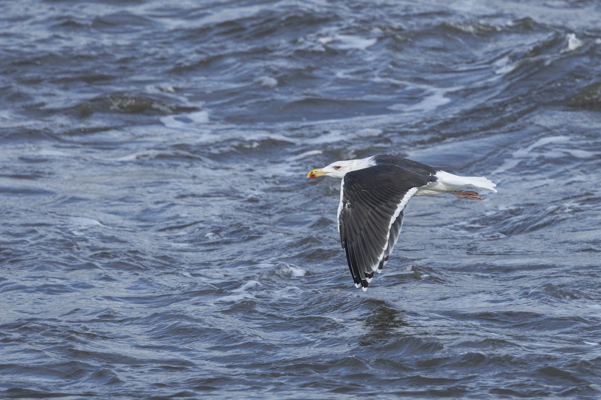 Gavión Atlántico - ML644549261