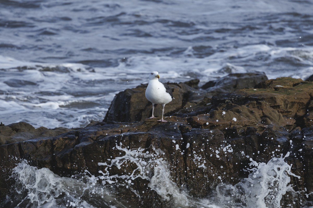 Gavión Atlántico - ML644549262