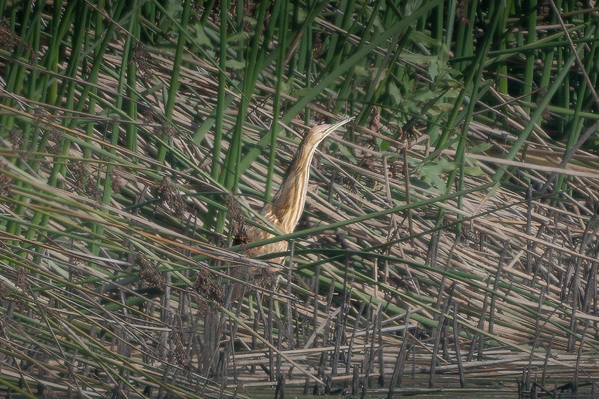 Butor d'Amérique - ML644549263