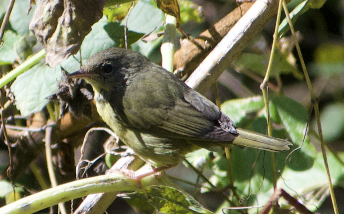 Mourning Warbler - ML644549265
