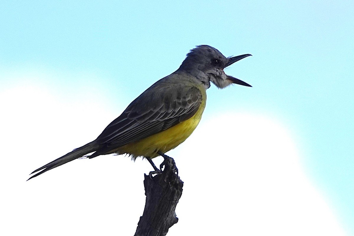 Tyran mélancolique - ML644549267