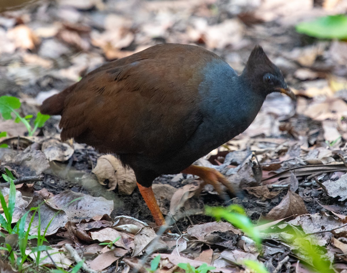 Mégapode de Reinwardt - ML644549268