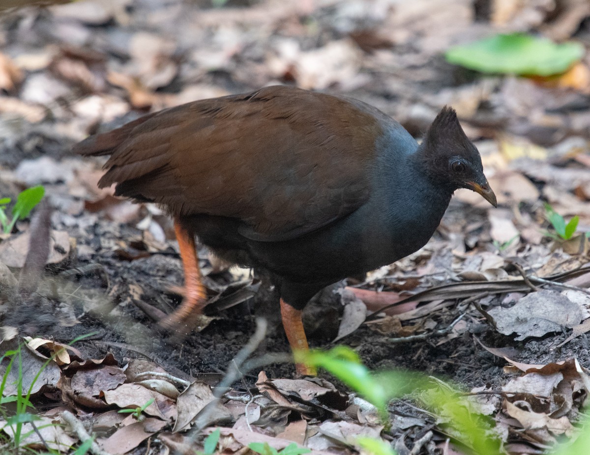 Mégapode de Reinwardt - ML644549269