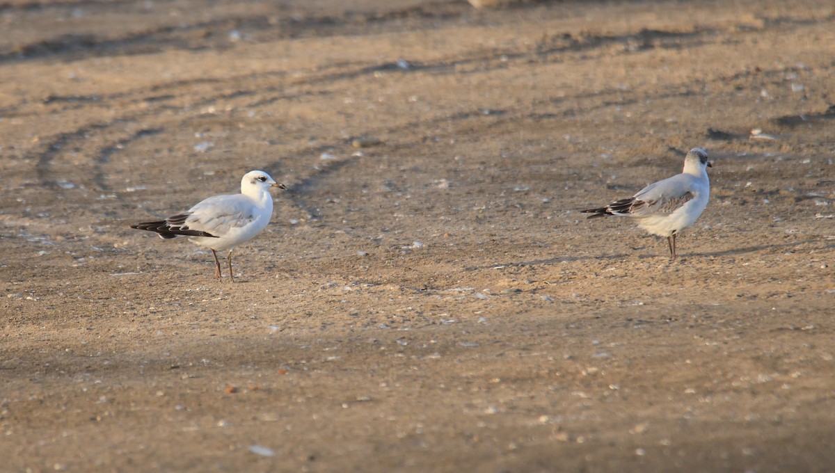 Mediterranean Gull - ML644549273
