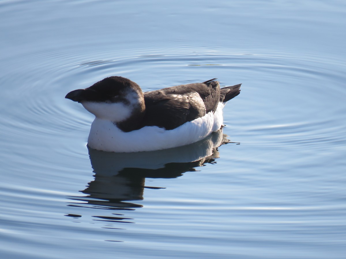 オオハシウミガラス - ML644549282