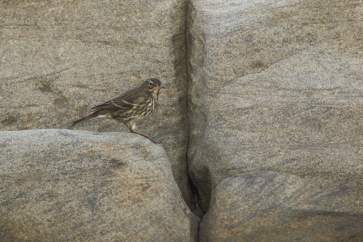 Bisbita Costero (occidental) - ML644549283