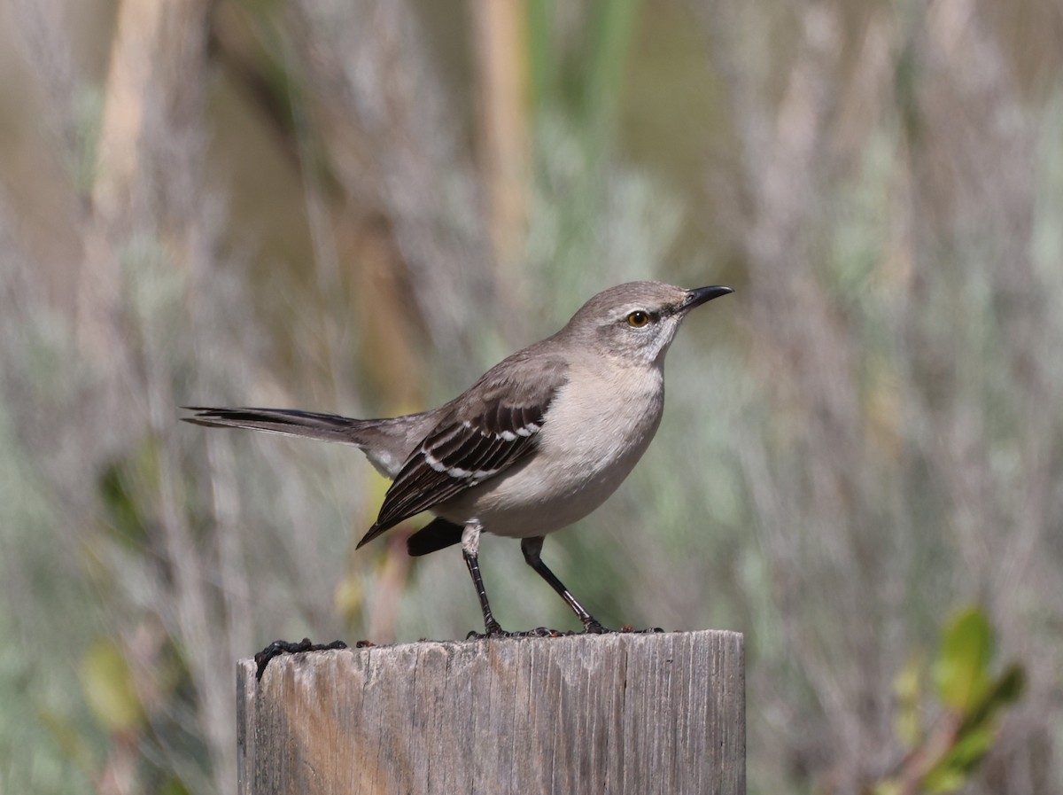 Northern Mockingbird - ML644549286