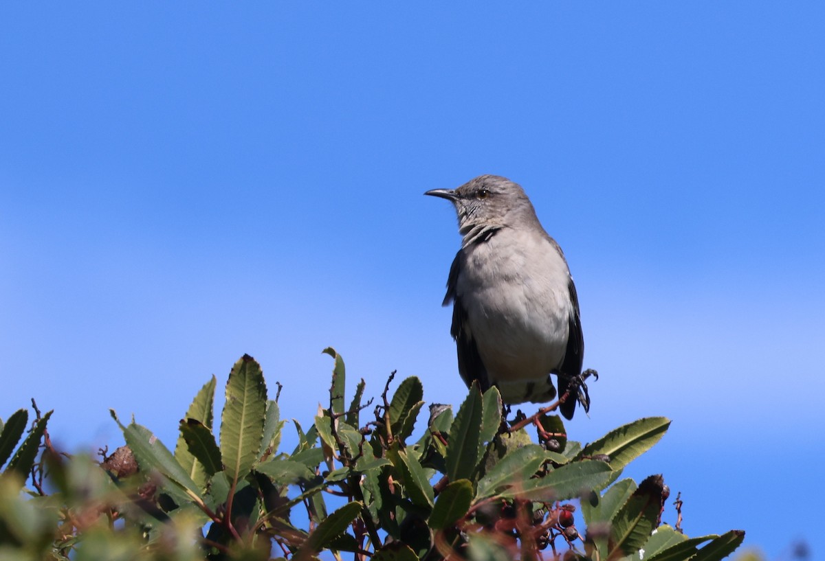 Northern Mockingbird - ML644549287