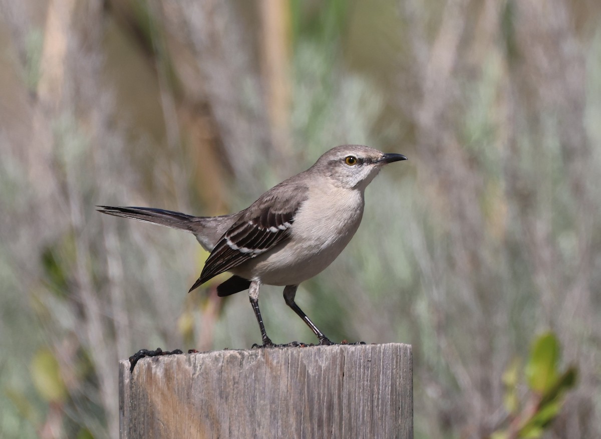 Northern Mockingbird - ML644549288