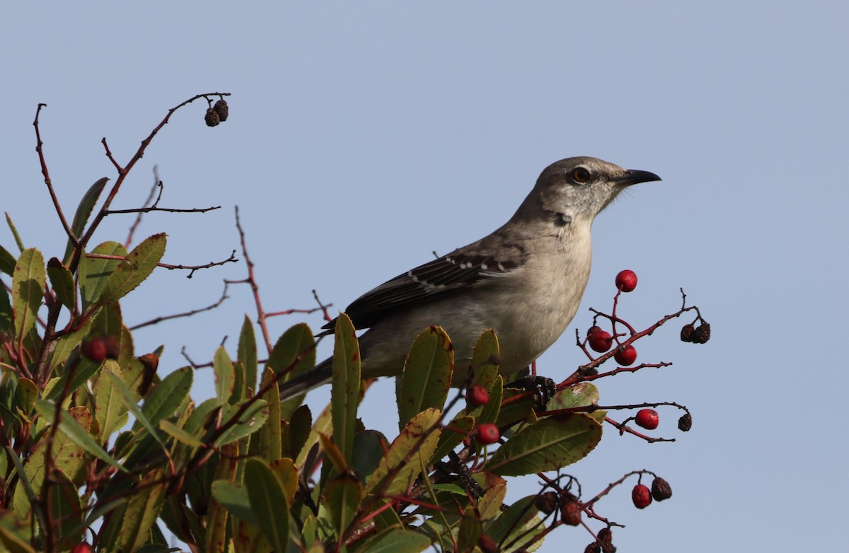 Northern Mockingbird - ML644549289
