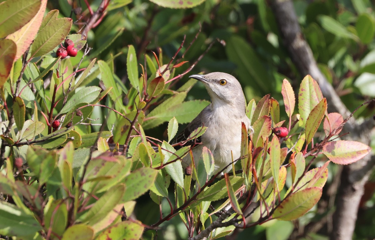 Northern Mockingbird - ML644549290