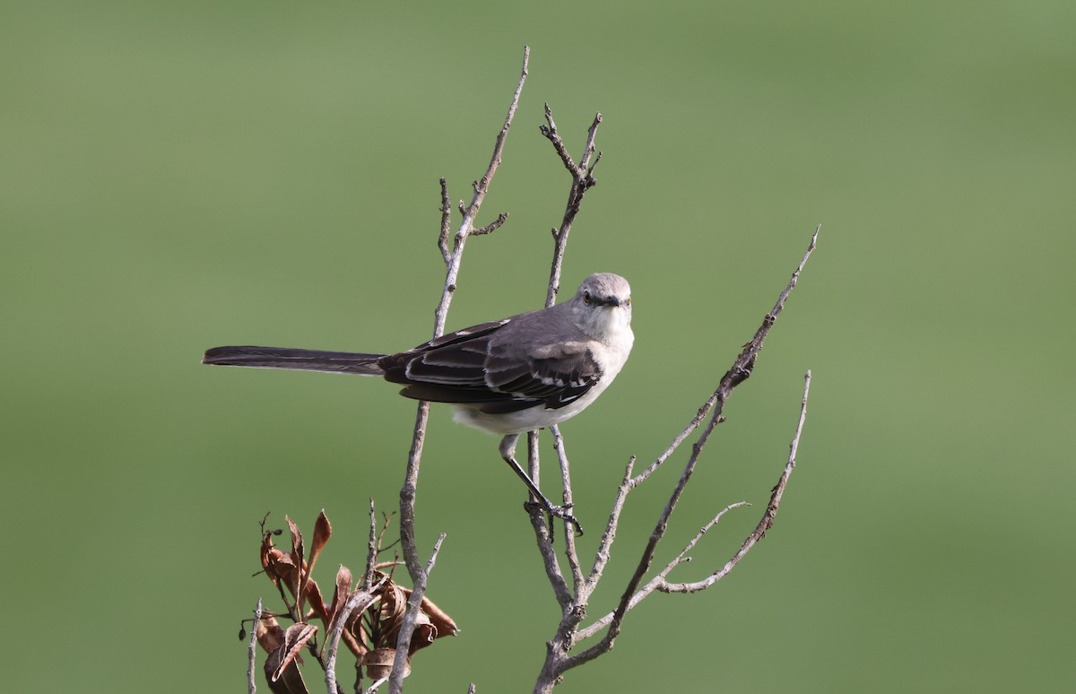 Northern Mockingbird - ML644549291