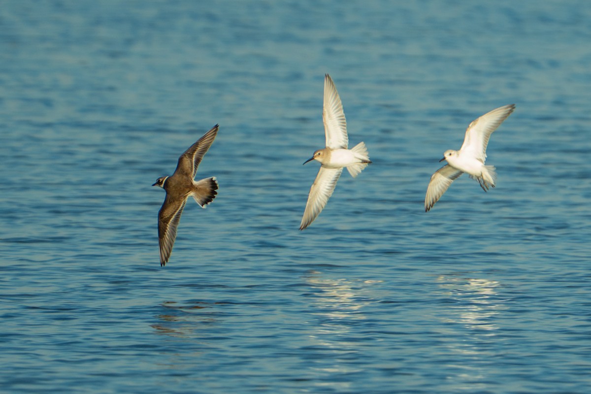 Alpenstrandläufer - ML644549297