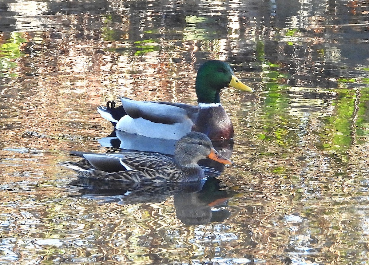 Mallard - ML644549307