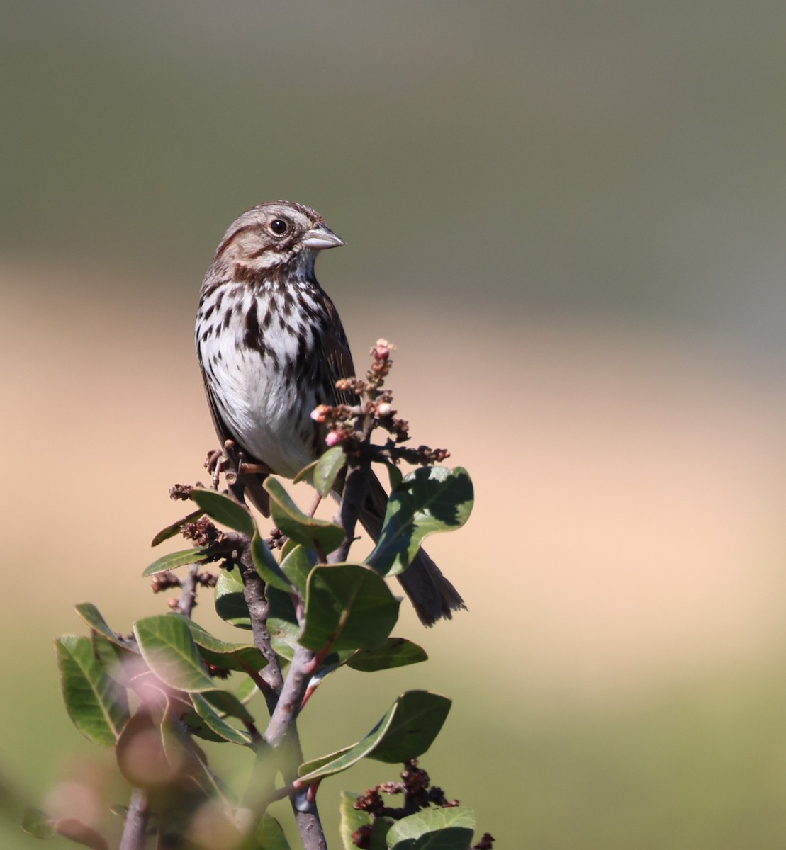 Song Sparrow - ML644549319
