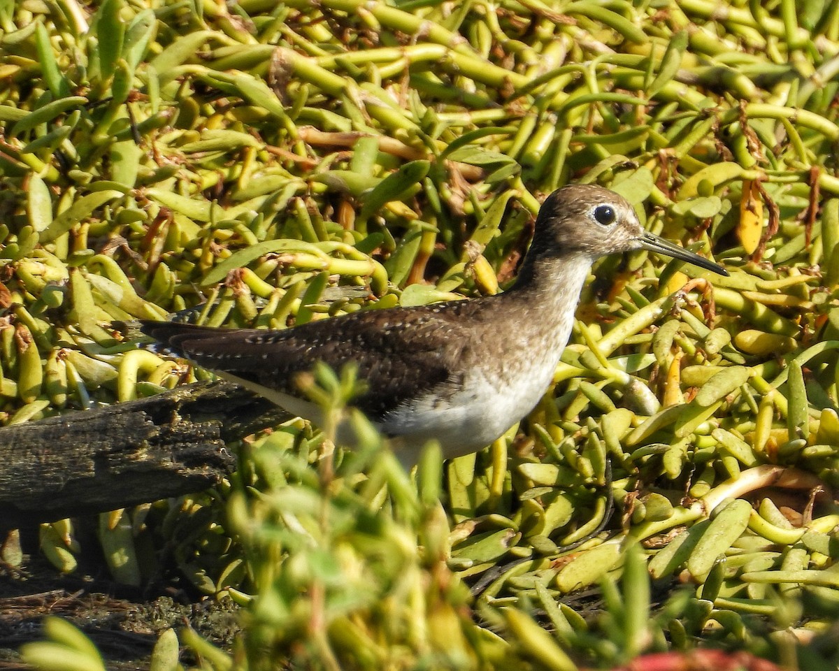 Solitary Sandpiper - ML644549323