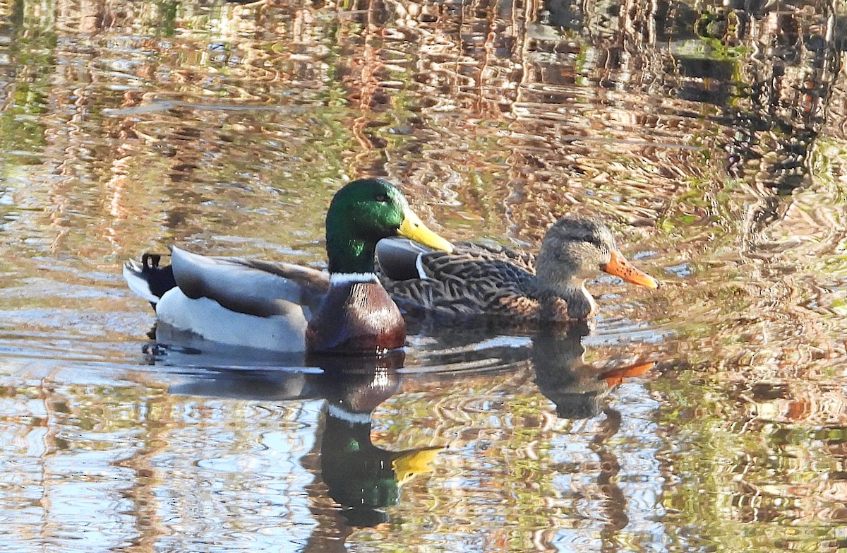 Mallard - ML644549327