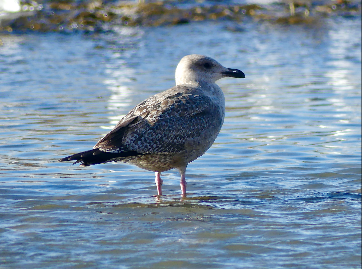 American Herring Gull - ML644549328
