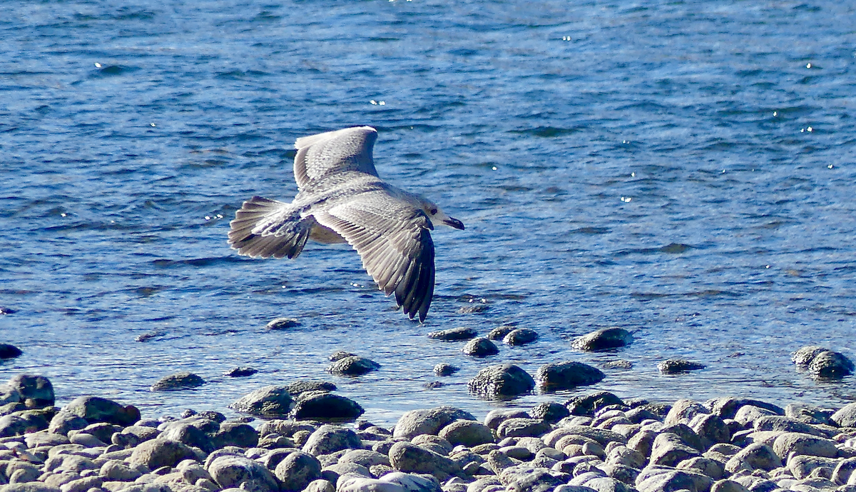 American Herring Gull - ML644549339