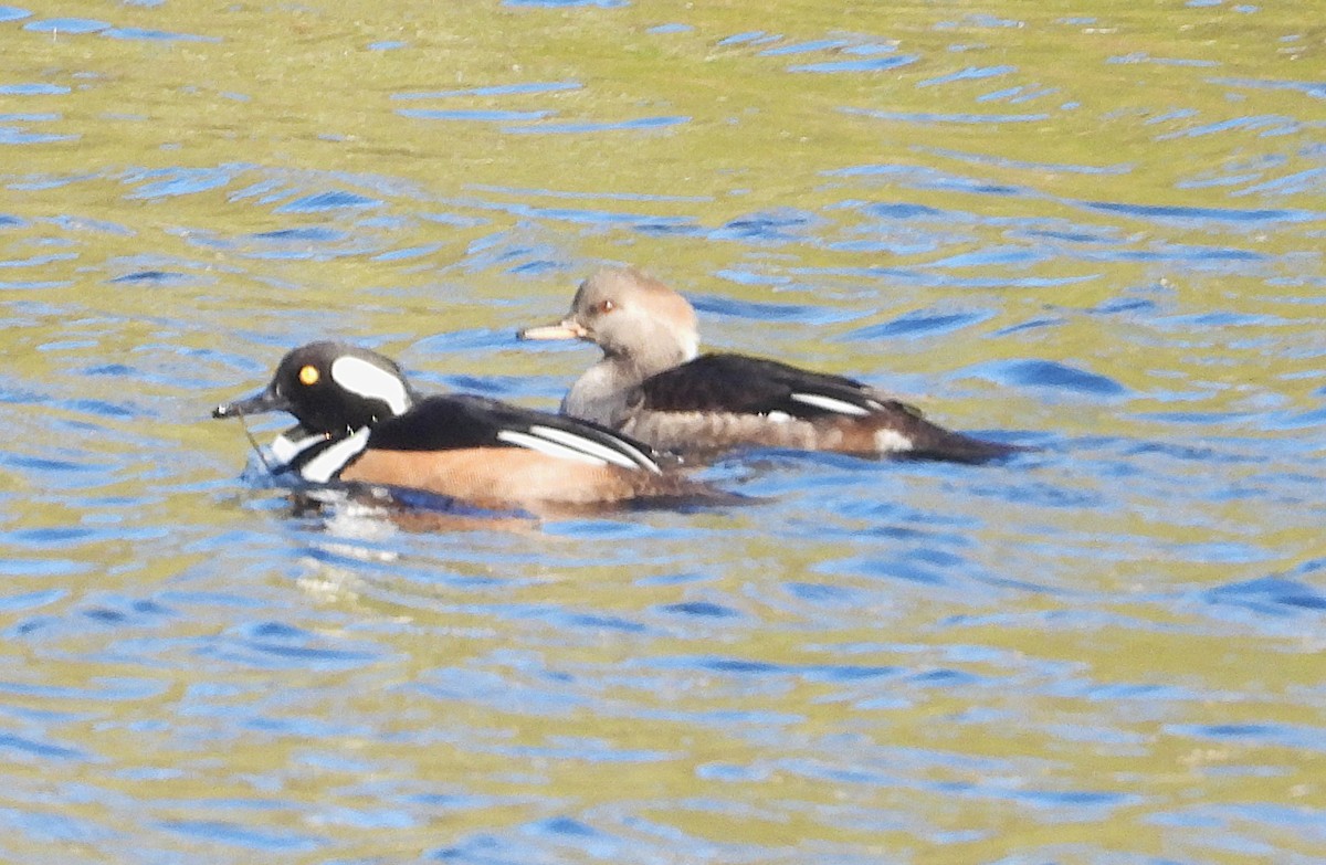 Hooded Merganser - ML644549340