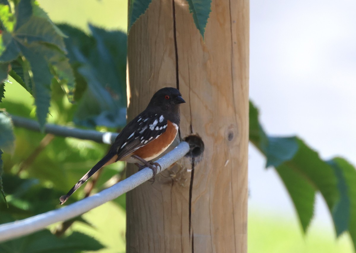 Spotted Towhee - ML644549341