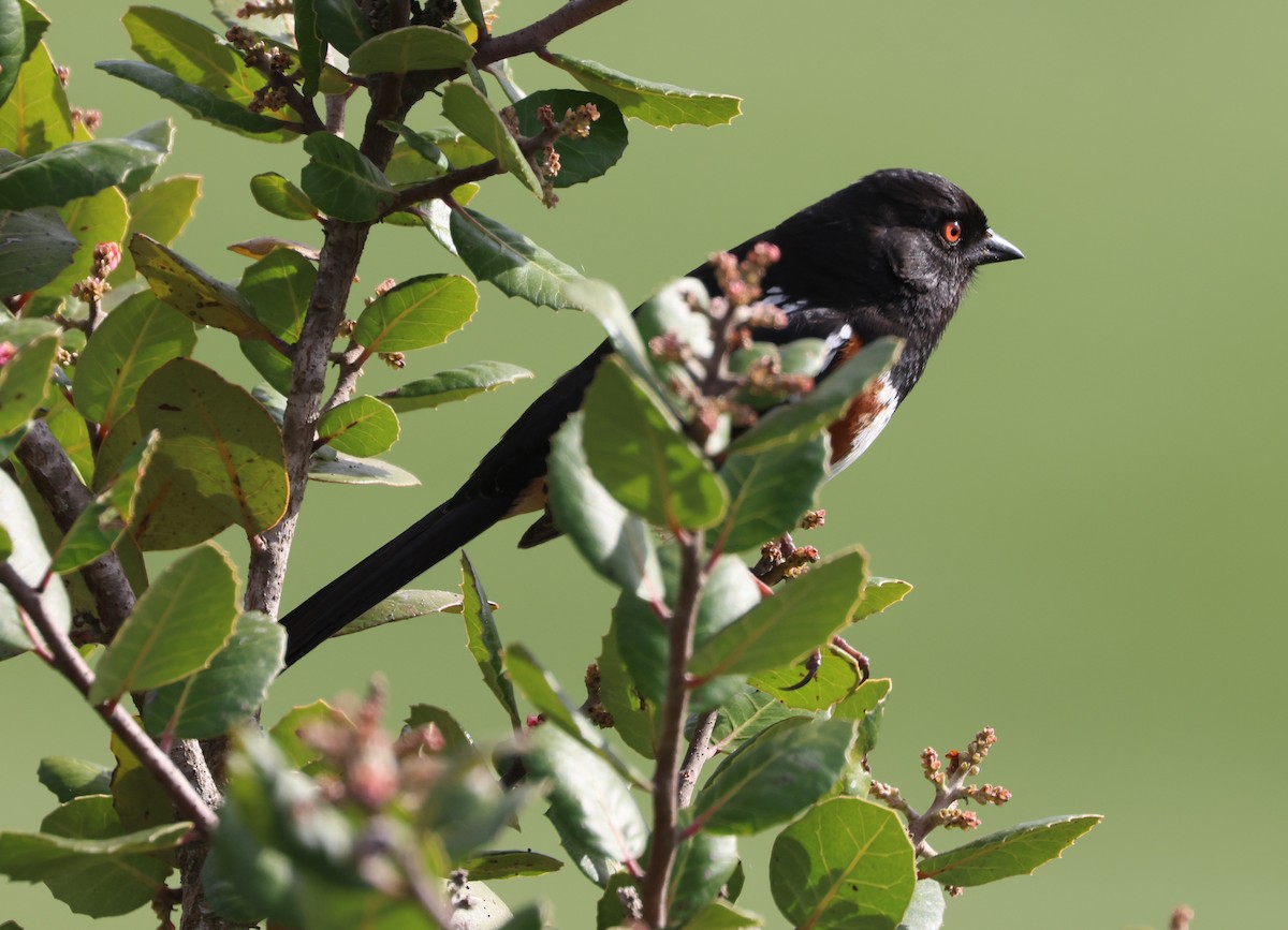 Spotted Towhee - ML644549342