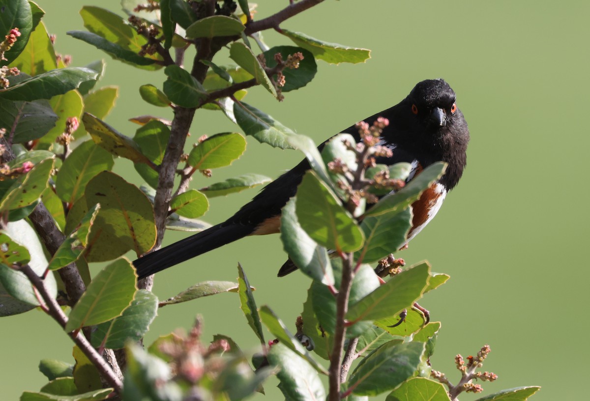 Spotted Towhee - ML644549343
