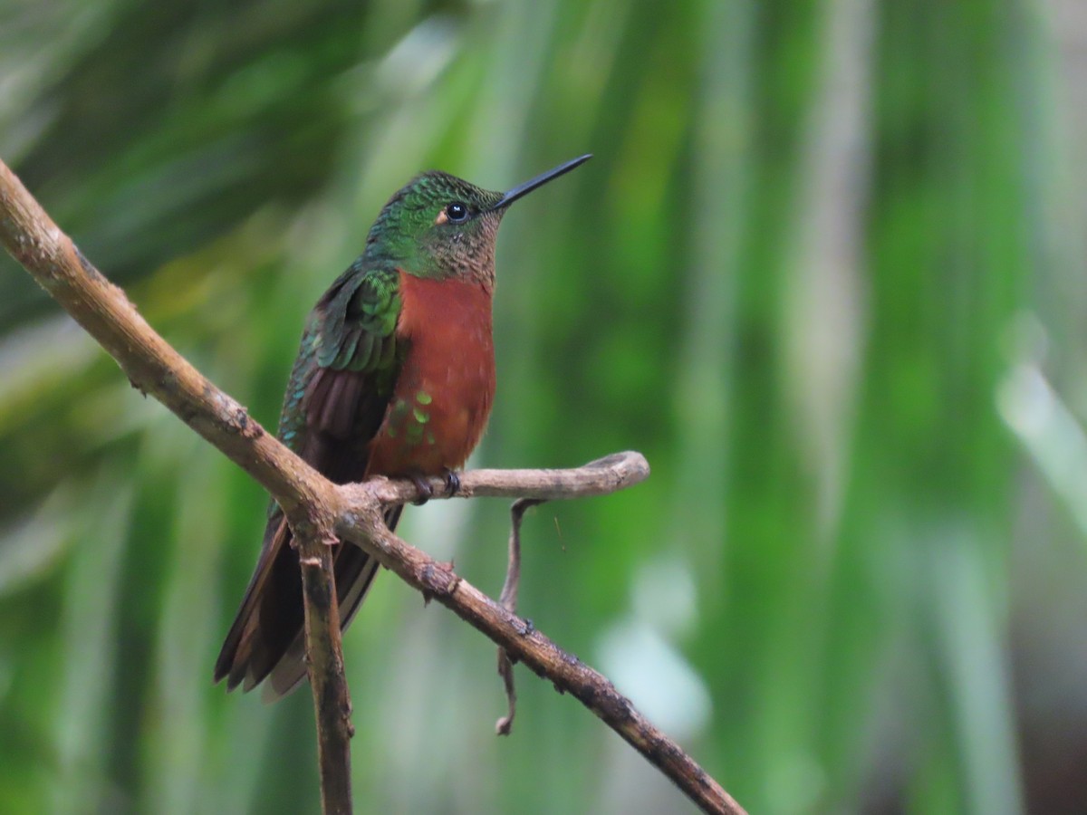 Chestnut-breasted Coronet - ML644549344