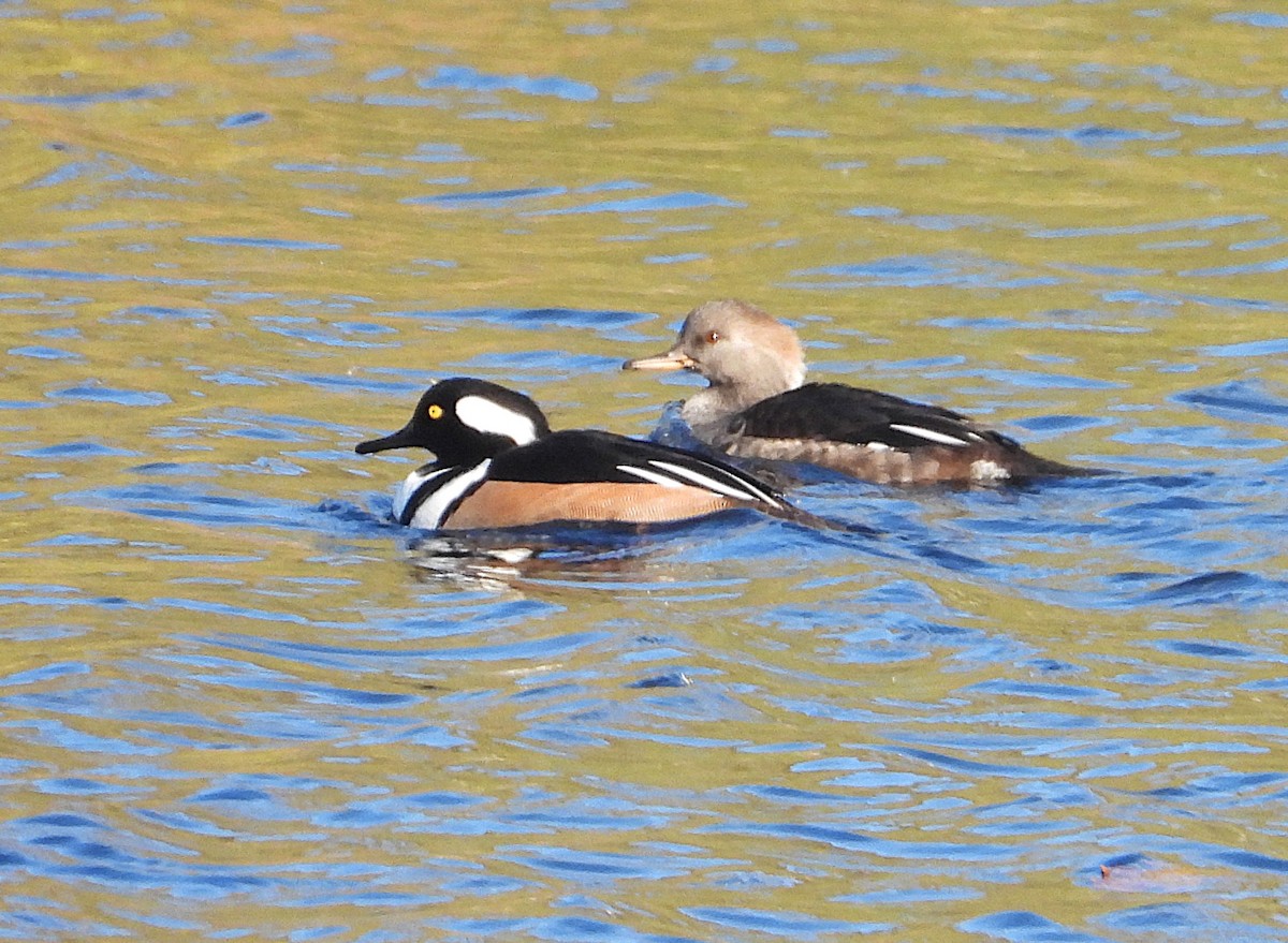 Hooded Merganser - ML644549349