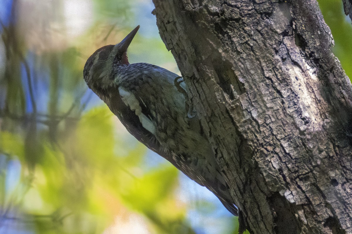 Yellow-bellied Sapsucker - ML644549364