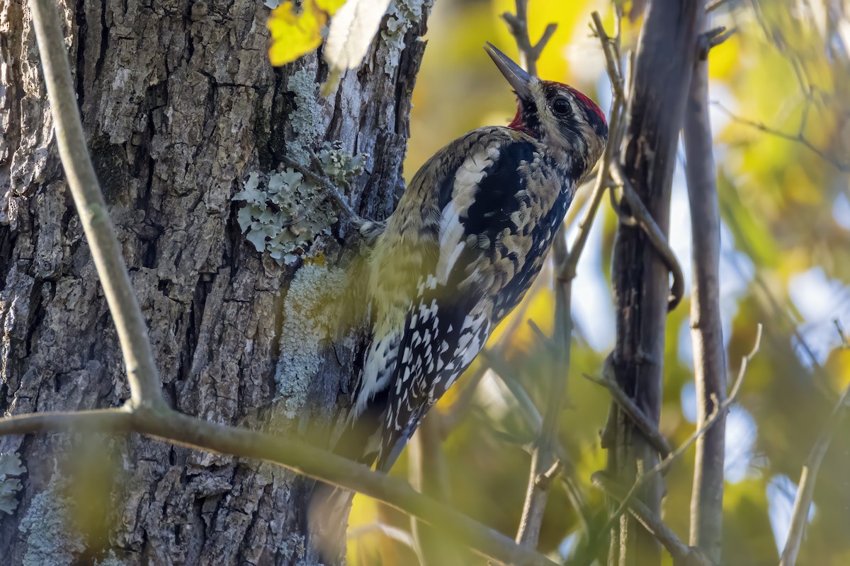 Yellow-bellied Sapsucker - ML644549365