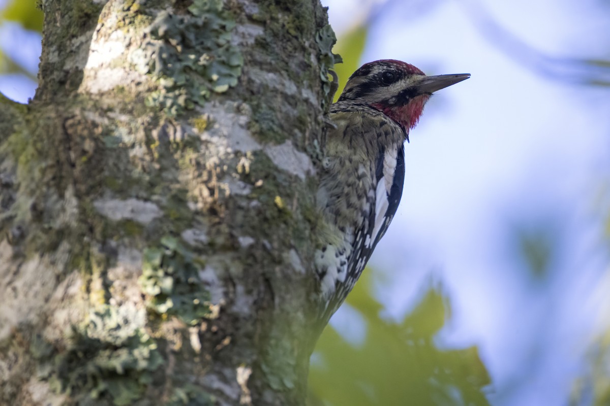 Yellow-bellied Sapsucker - ML644549366