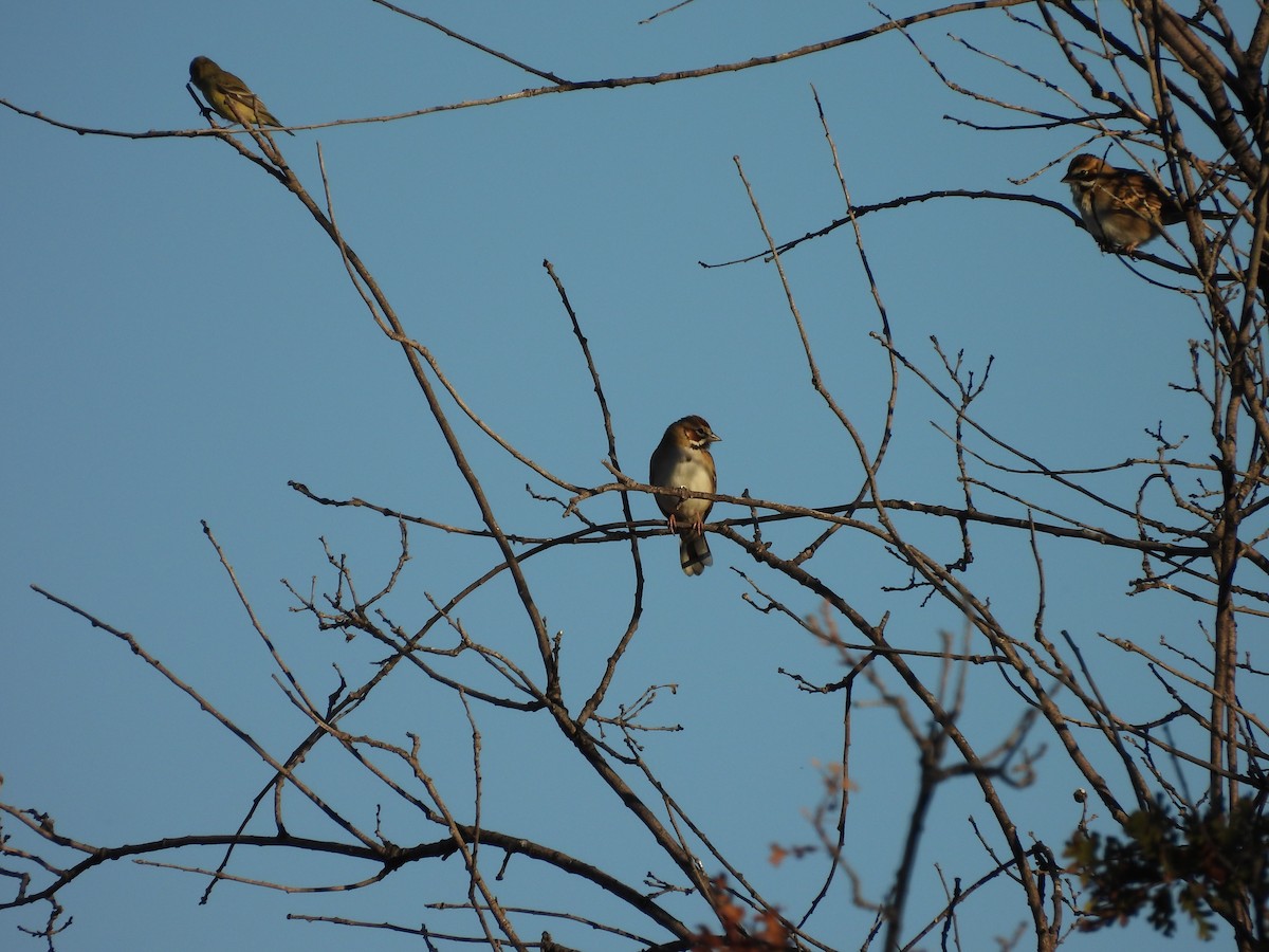 Lark Sparrow - ML644549368