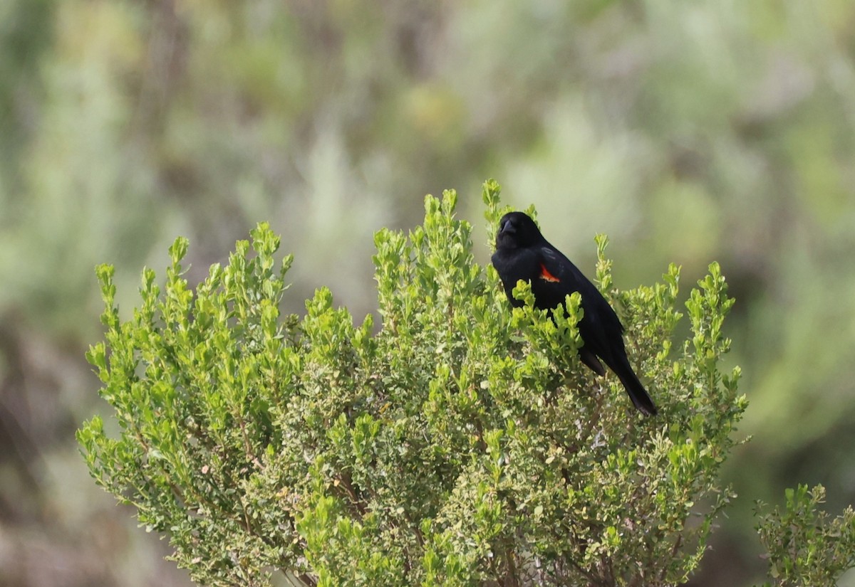 Red-winged Blackbird - ML644549373