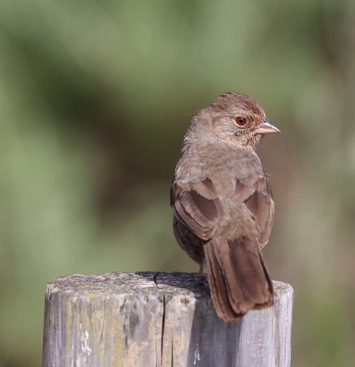 California Towhee - ML644549377