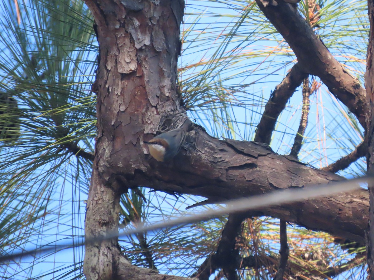 Brown-headed Nuthatch - ML644549378