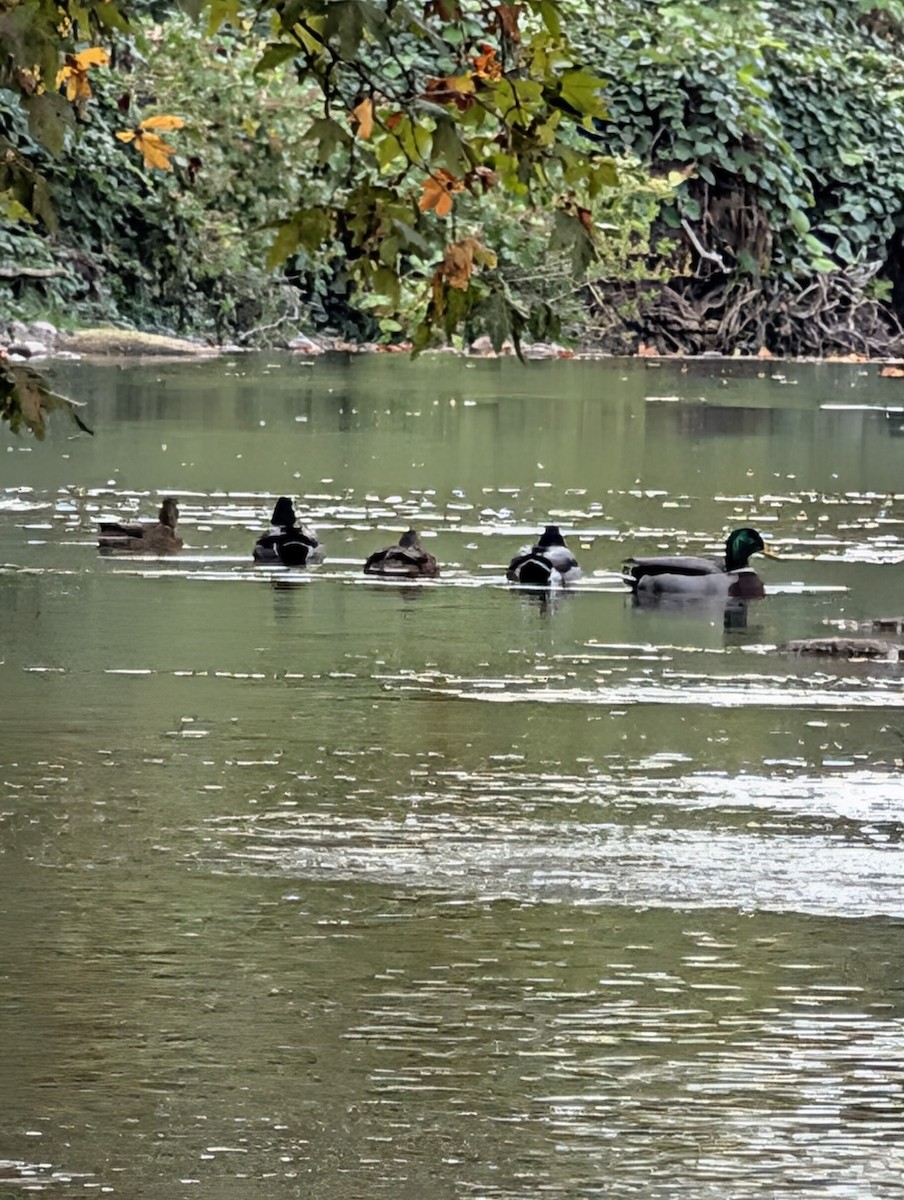 Зэрлэг нугас - ML644549379