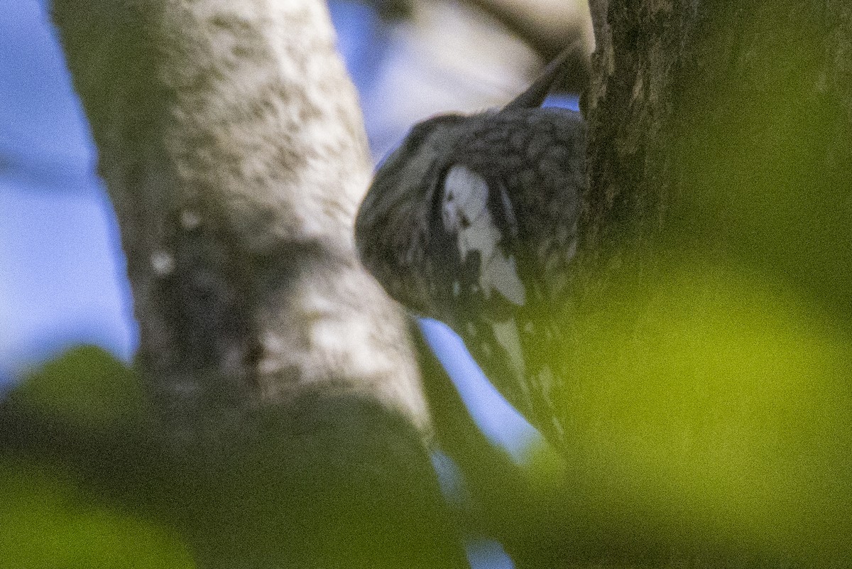 Yellow-bellied Sapsucker - ML644549380