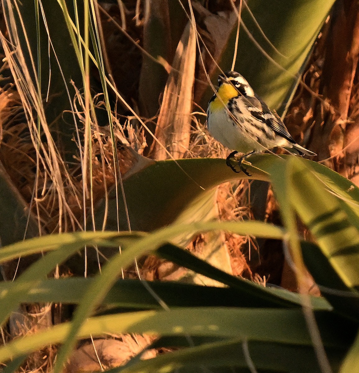Yellow-throated Warbler - ML644549383