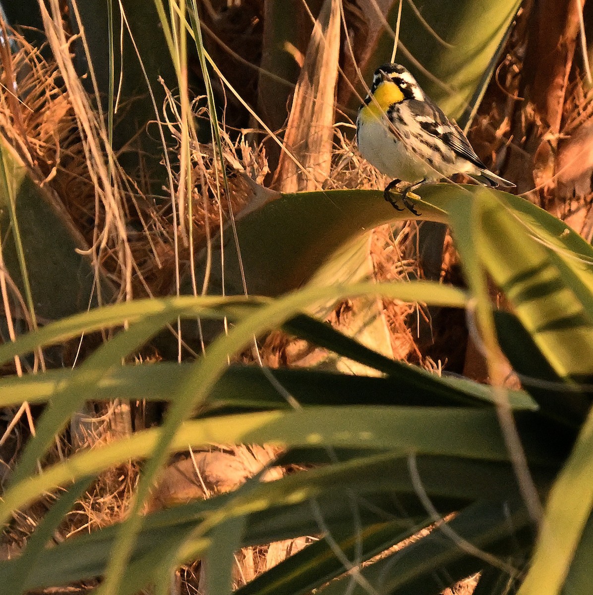 Yellow-throated Warbler - ML644549384
