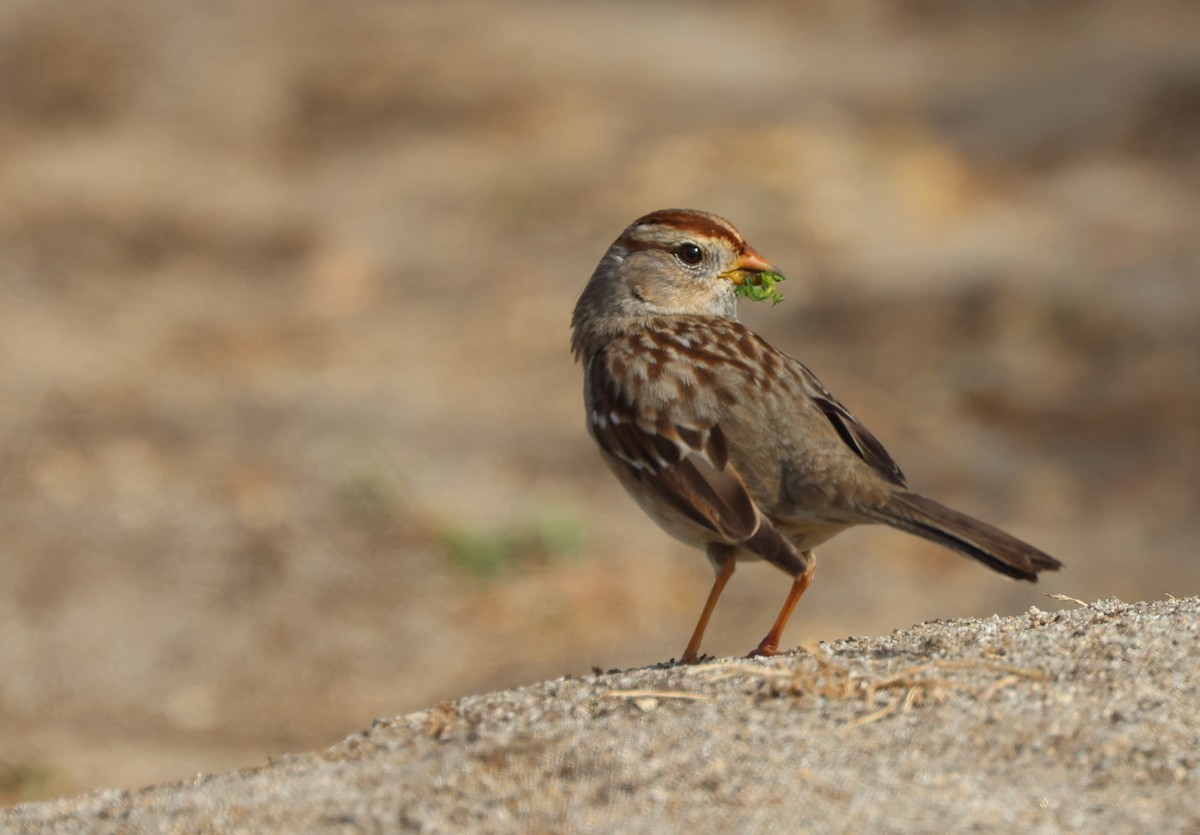 White-crowned Sparrow - ML644549385