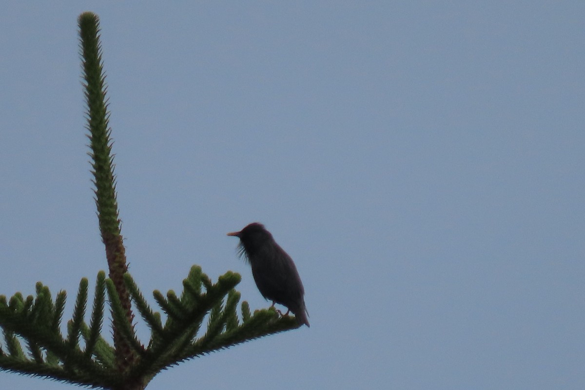 Étourneau unicolore - ML644549388