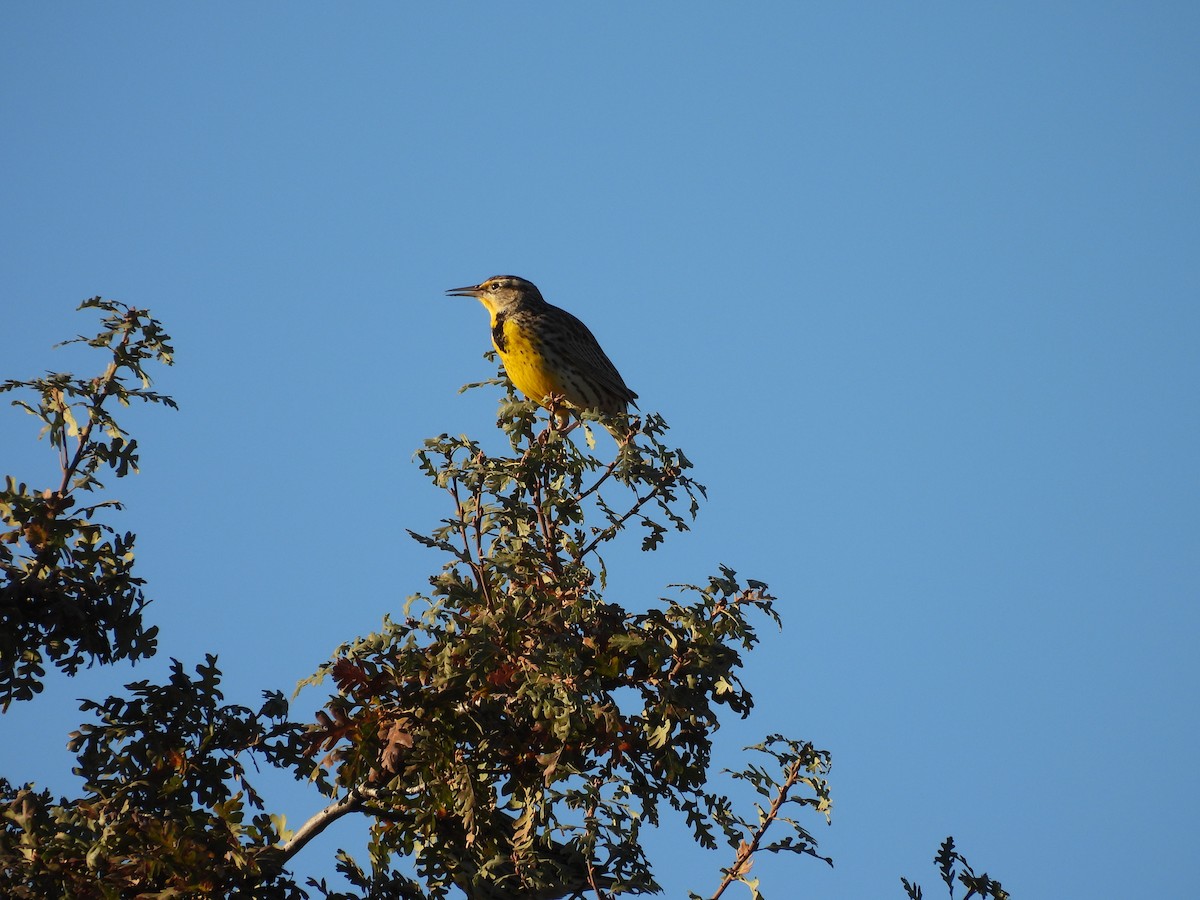 Western Meadowlark - ML644549393