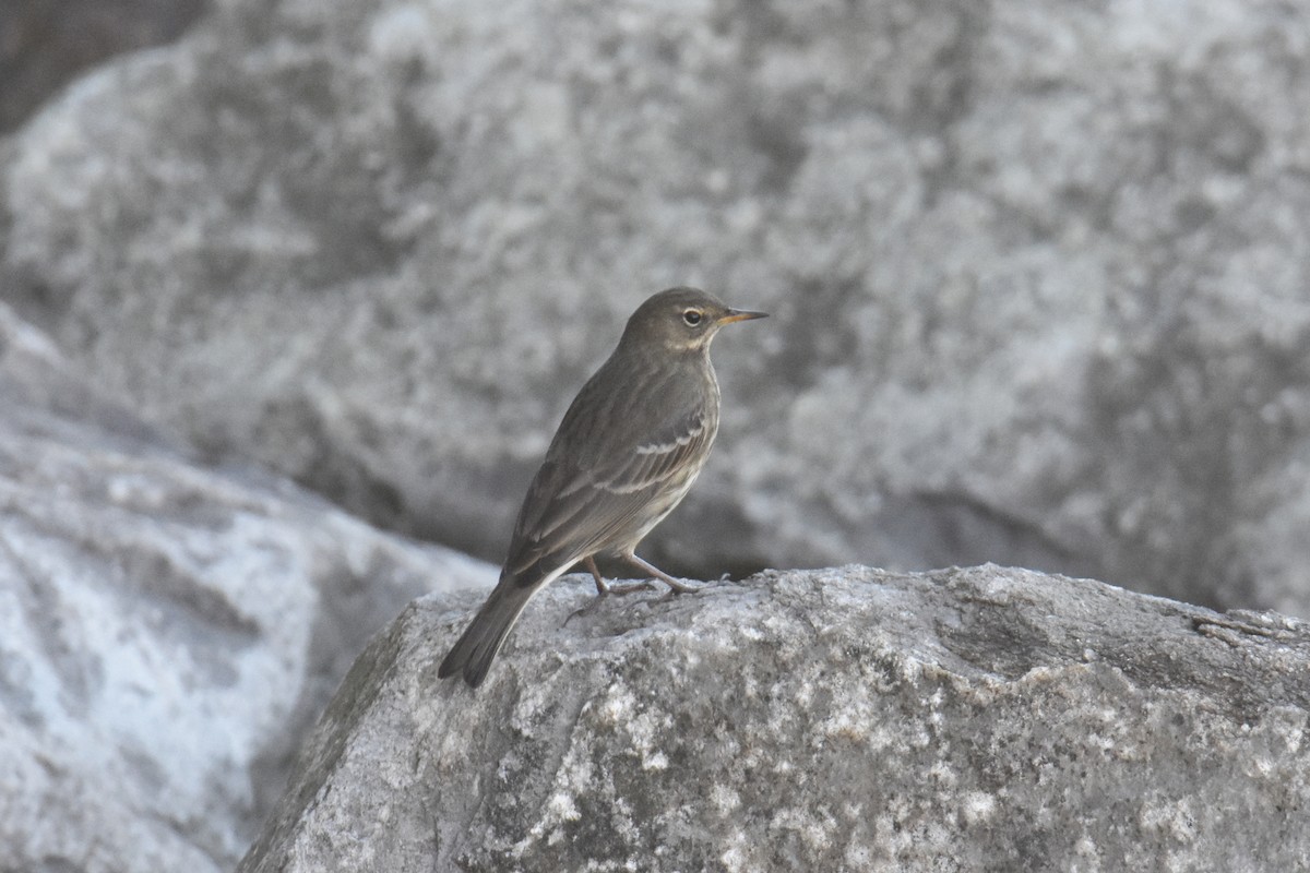 Bisbita Costero - ML644549394