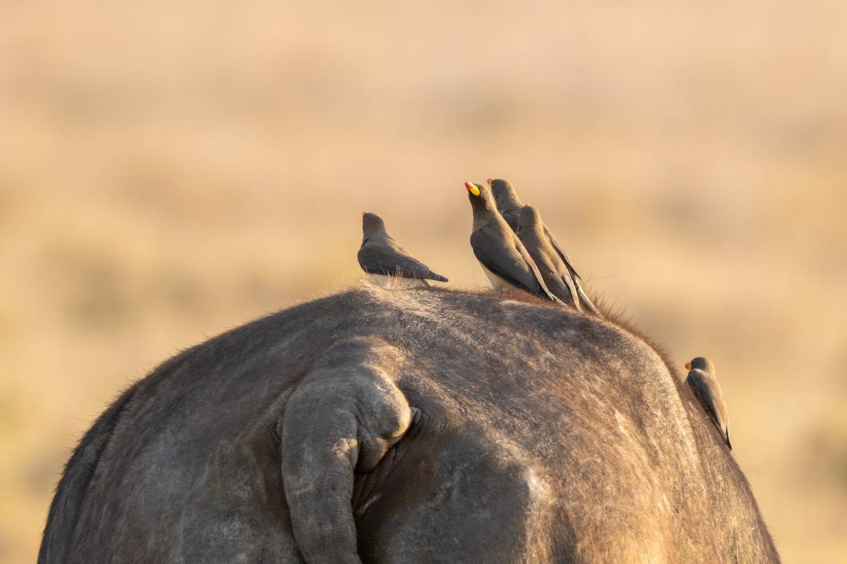Yellow-billed Oxpecker - ML644549414