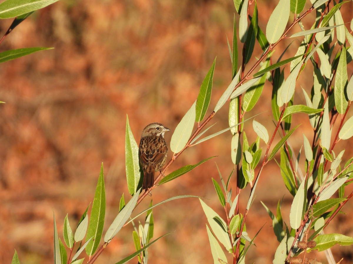 sangspurv - ML644549416