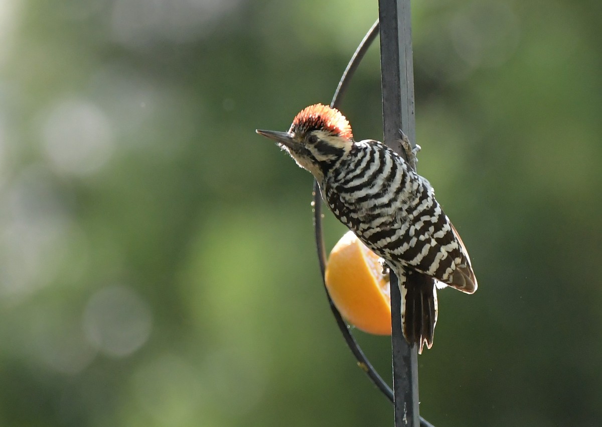 leiderspett - ML644549419