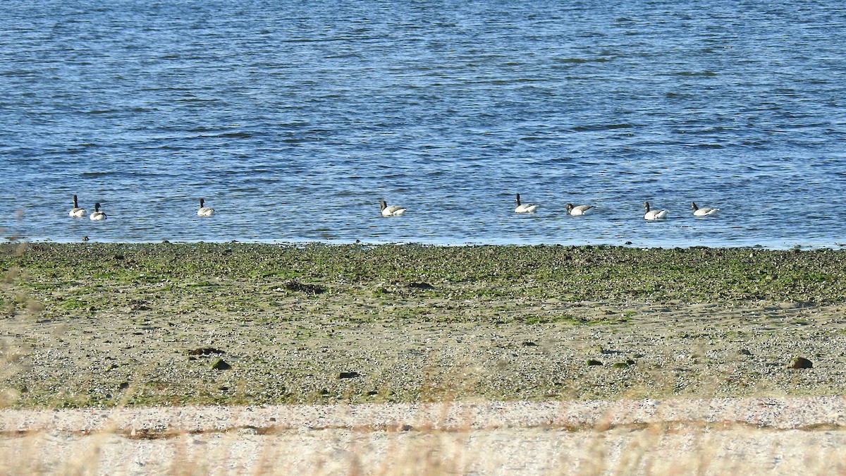 Хар толгойт галуу - ML644549420