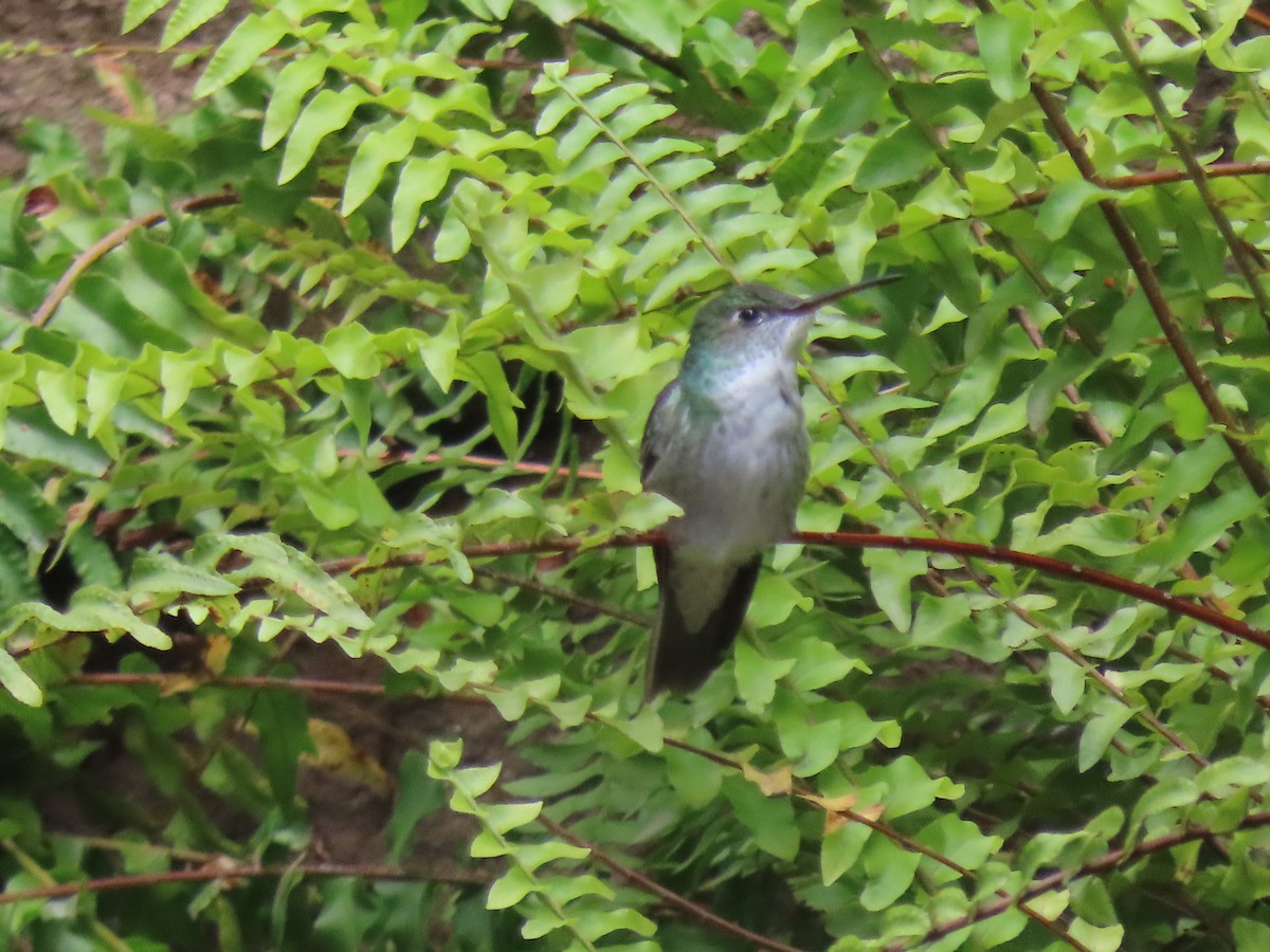 Green-and-white Hummingbird - ML644549426